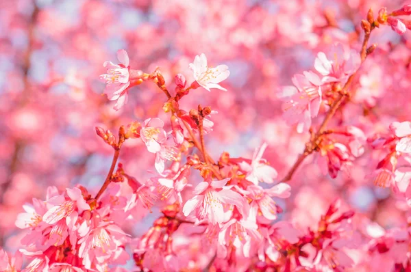 Flor de cerezo —  Fotos de Stock