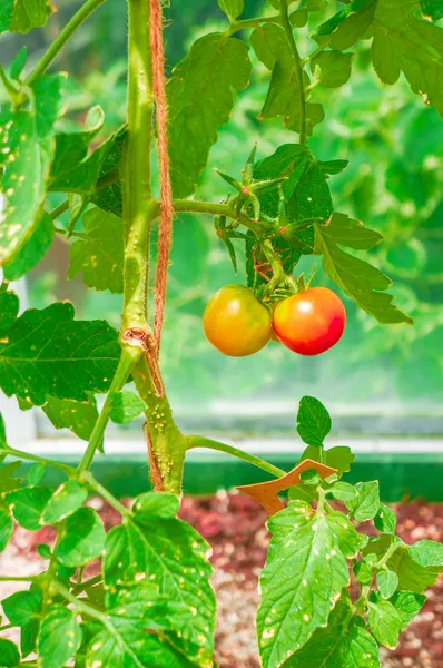 Growing tomatoes on farm — Stock Photo, Image