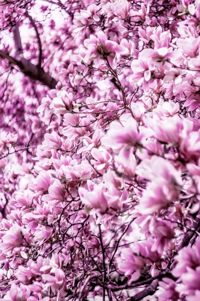 Flor de flor de magnolia —  Fotos de Stock