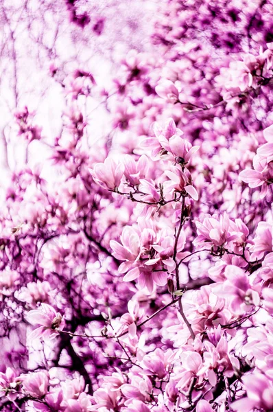 Flor de flor de magnolia —  Fotos de Stock