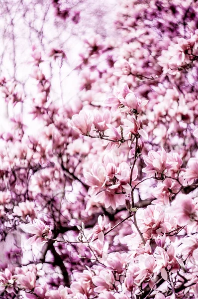 Flor de flor de magnolia —  Fotos de Stock