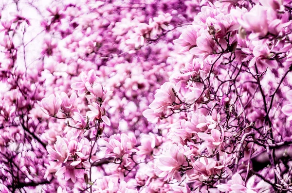 Flor de flor de magnolia —  Fotos de Stock