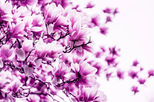 Manolya çiçek çiçek — Stok fotoğraf