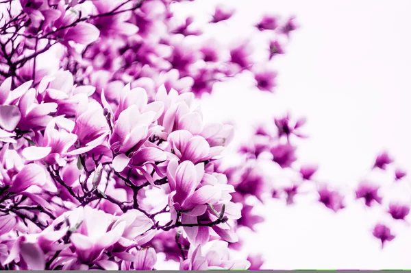 Flor de flor de magnolia —  Fotos de Stock