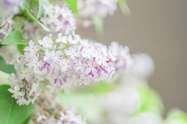 Liliac Fotografie de stoc