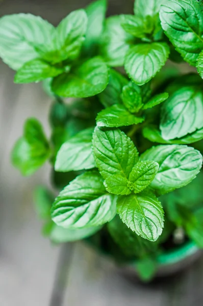 Menta ecológica — Foto de Stock