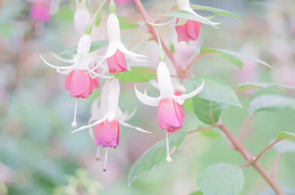 Pastel Bloemen Rechtenvrije Stockfoto's