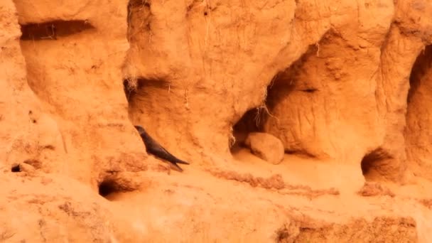 Zwaluwen, vogels op de nesten, gaten in zand — Stockvideo