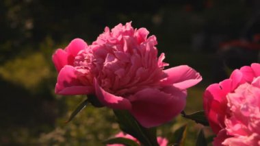 pembe çiçekler peonies