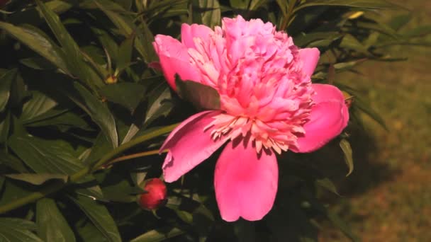 Roze bloemen pioenrozen — Stockvideo