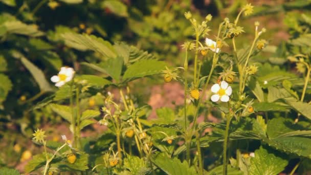 Wild strawberry white flowers and berries — Stock Video