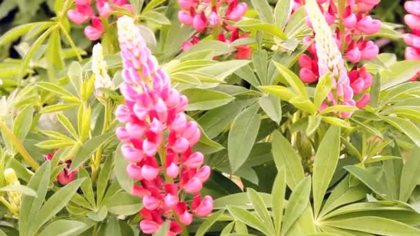 Rosa blommor, Lupin — Stockvideo