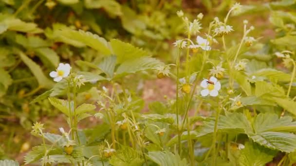 Wild strawberry white flowers and berries — Stock Video