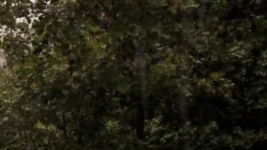 şiddetli yağmur, yağmur, su bir çatı yaz