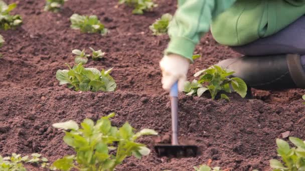 Aardappel in een keuken tuin te wieden — Stockvideo