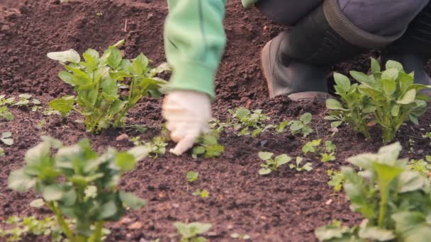 Pomme de terre dans un potager pour désherber — Video