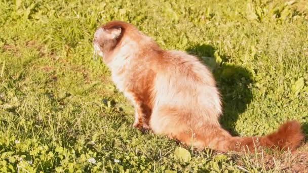 Katten fluffy med blå ögon utomhus — Stockvideo