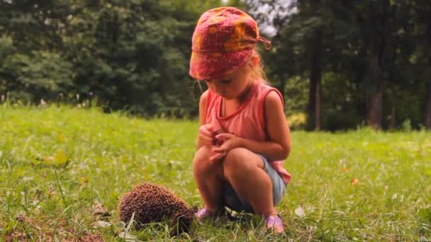 A lány és a fű a sündisznó — Stock videók