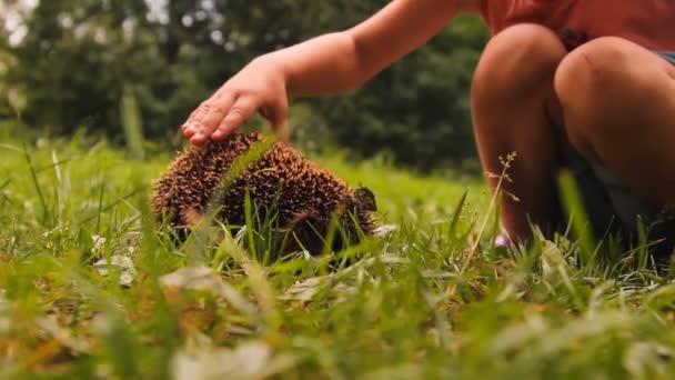 Das Mädchen und der Igel auf dem Gras — Stockvideo