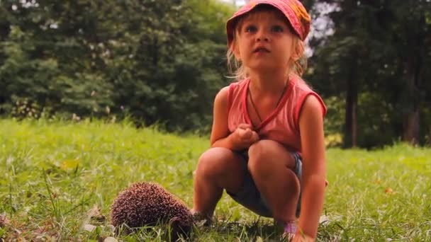 A lány és a fű a sündisznó — Stock videók