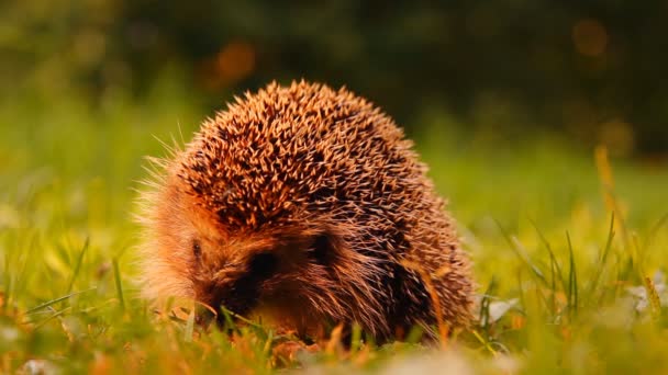 Hedgehog με ένα πράσινο γρασίδι — Αρχείο Βίντεο