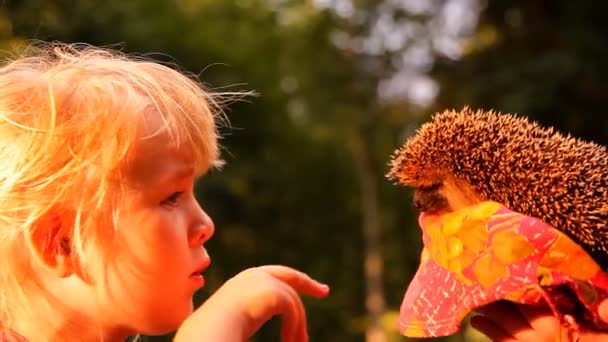 Girl and hedgehog — Stock Video