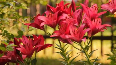 çok renkli lilyum Çiçek Bahçe