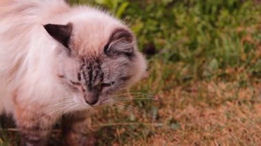 Açık mavi gözleri ile kabarık kedi