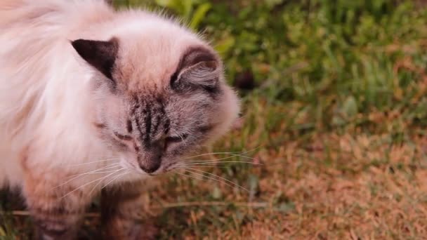 Kat pluizig met blauwe ogen buitenshuis — Stockvideo