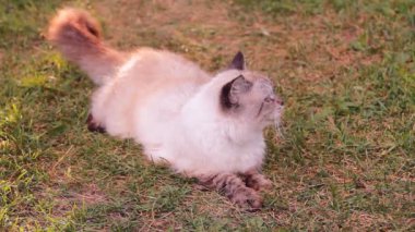 Açık mavi gözleri ile kabarık kedi