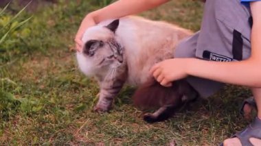 çocuk, çocuk doğanın bir kedi sevişme