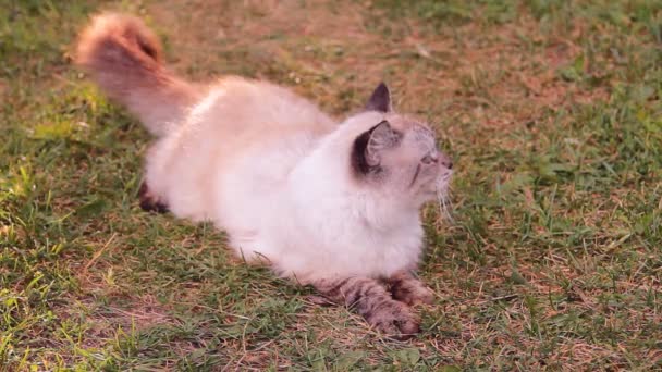 Chat moelleux avec les yeux bleus à l'extérieur 