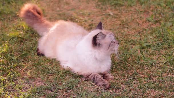 Gato esponjoso con ojos azules al aire libre — Vídeo de stock