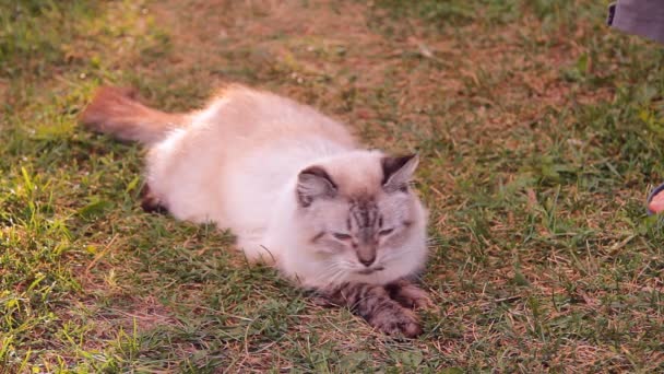 Кот пушистый с голубыми глазами на улице — стоковое видео