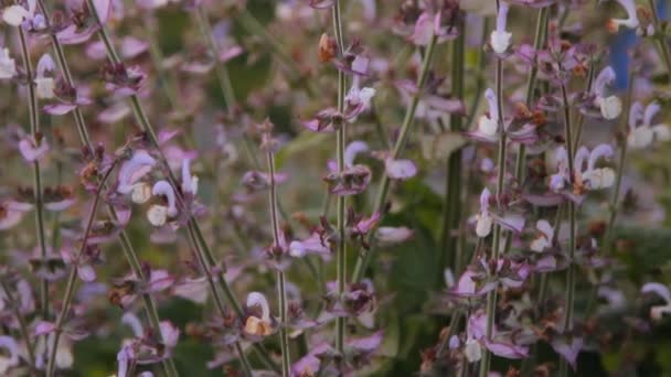 Flores de hierbas salvia — Vídeo de stock