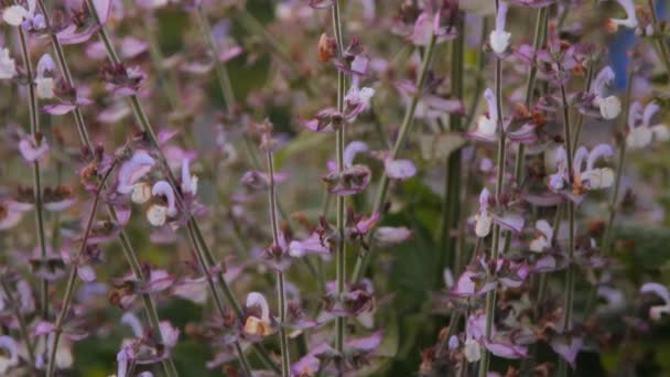 Salvia ört blommor — Stockvideo