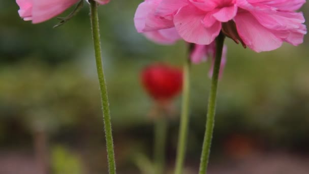 Rosafarbene Blumen im Garten — Stockvideo