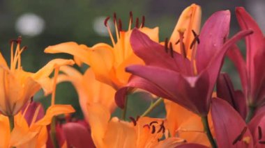 çok renkli lilyum Çiçek Bahçe