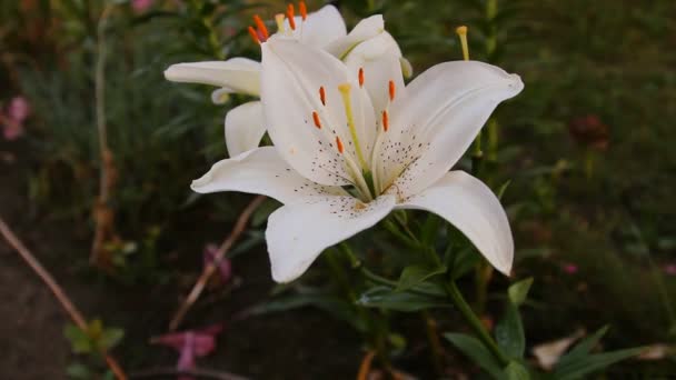 Flor de lirio blanco en el jardín — Vídeo de stock