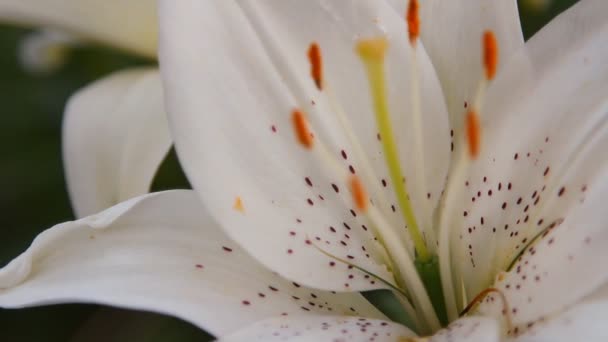 Vit lilja blomma i trädgården — Stockvideo