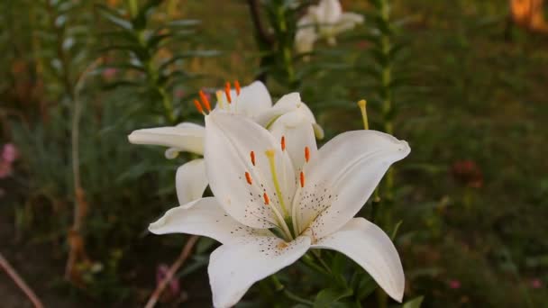 Белый цветок лилии в саду — стоковое видео