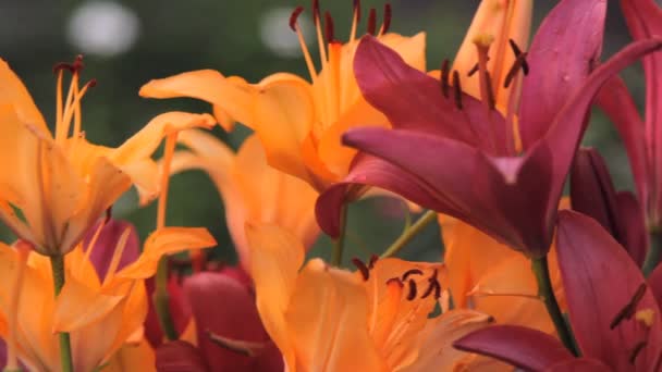 Flores de lírios multicores em um jardim — Vídeo de Stock