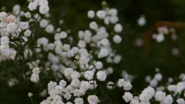 Bílé květy v zahradě — Stock video