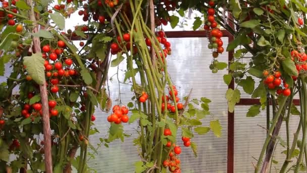 Tomates vermelhos nos ramos verdes em Teplice — Vídeo de Stock