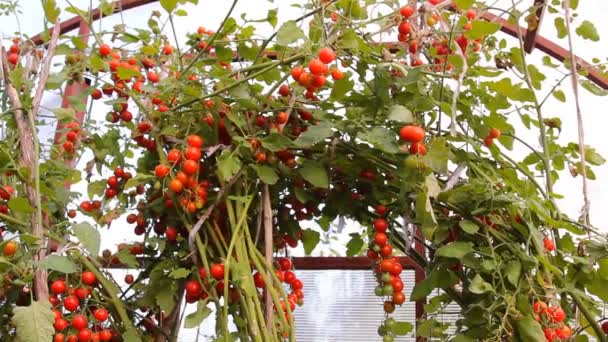 Красные помидоры на зеленых ветвях в Теплице — стоковое видео