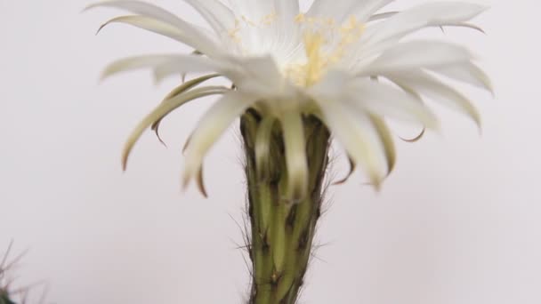 Flores de cactus, flor blanca — Vídeo de stock