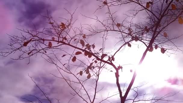 Podzimní obloha v oblacích — Stock video