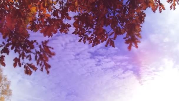 Autumn sky in the clouds — Stock Video