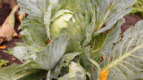 The heads of cabbage in the garden — Stock Video