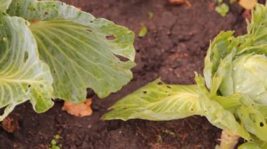 lahana bahçesinde başkanları